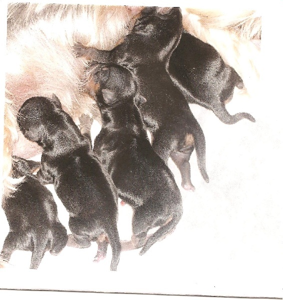 du Domaine Reine Oceane - Yorkshire Terrier - Portée née le 25/02/2013