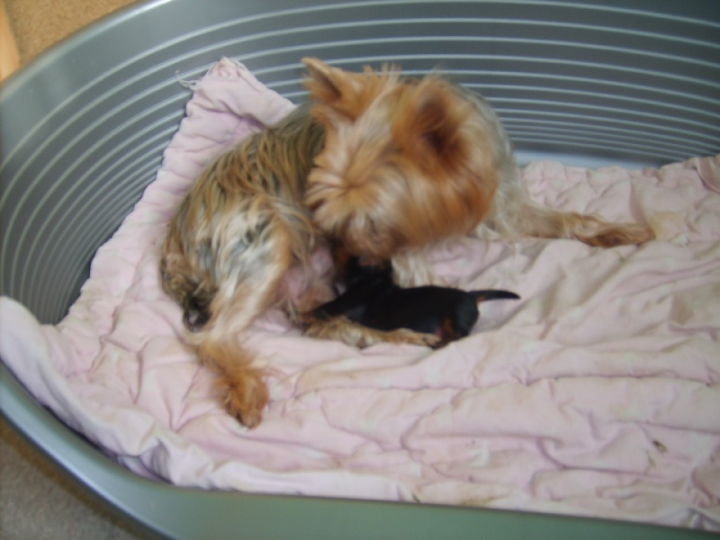 du Domaine Reine Oceane - Yorkshire Terrier - Portée née le 18/09/2010