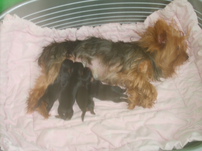 du Domaine Reine Oceane - Yorkshire Terrier - Portée née le 10/03/2011