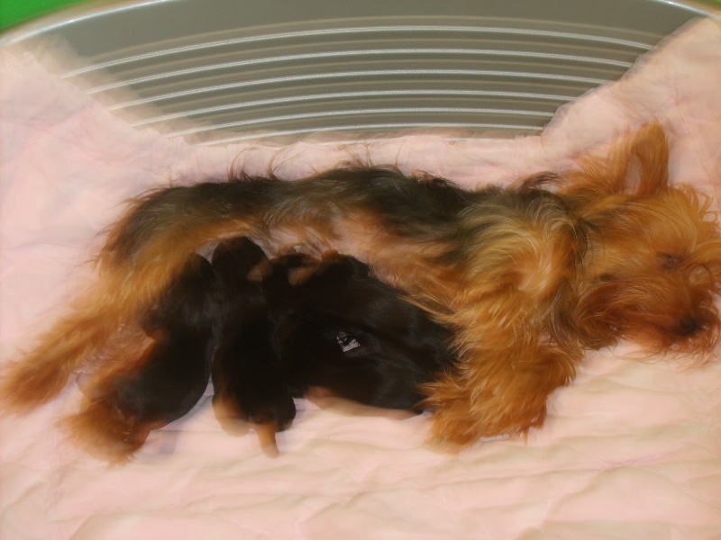 du Domaine Reine Oceane - Yorkshire Terrier - Portée née le 12/11/2011
